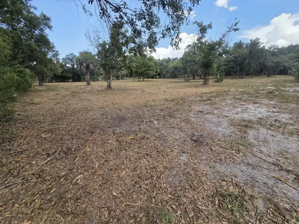 Open lot after forestry mulching with mature oaks left standing over a fresh layer of ground mulch