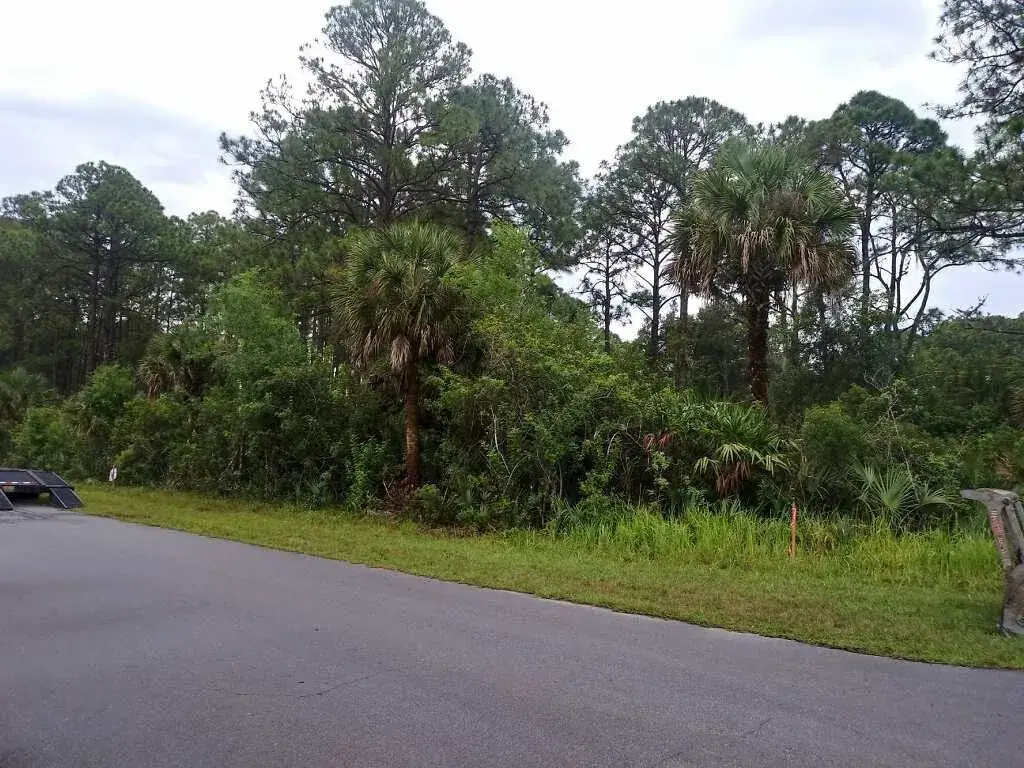 Wooded lot seen from the street before mulching, thick with palmetto, brush and cabbage palms