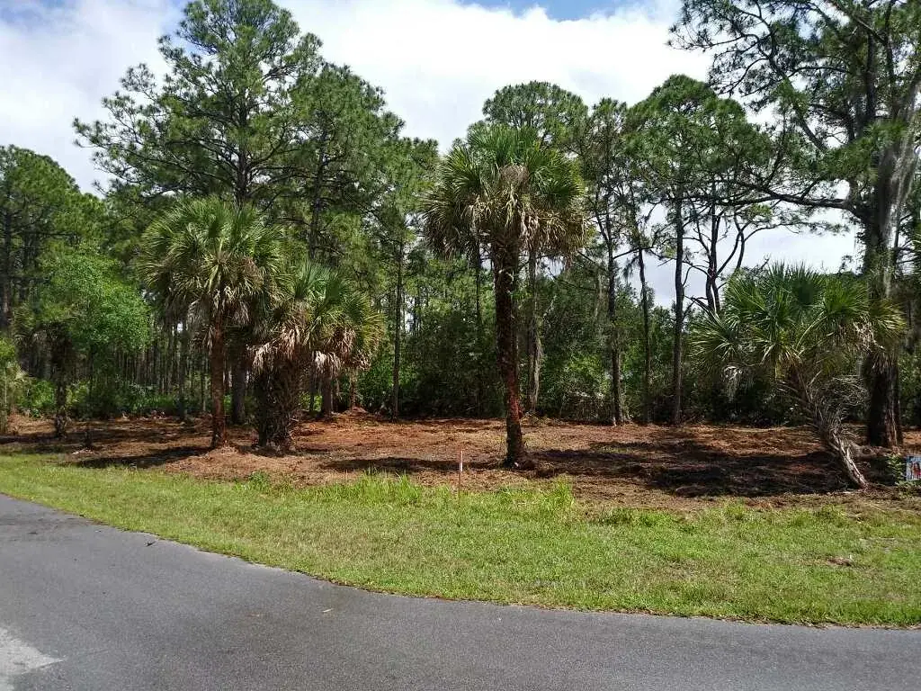 The same roadside lot after mulching, pines and cabbage palms kept and the underbrush ground off