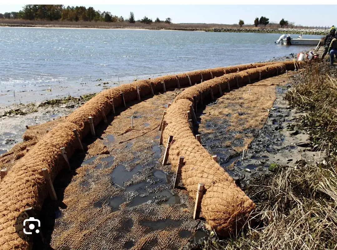 Coconut fiber logs staked in place along an eroded shoreline for natural erosion control