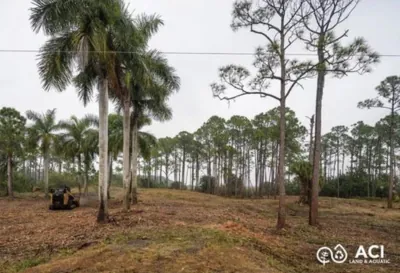 The lot cleared to open ground by a mulching machine, with the pines and palms untouched