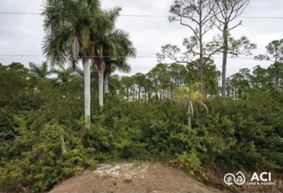 Thick overgrown brush and small trees crowding a Florida property line before any removal work started.