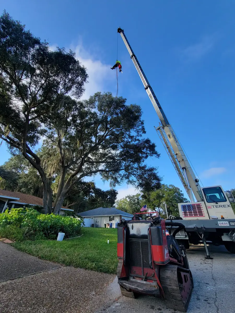 Climber hanging from a crane cable above a large live oak in a front yard