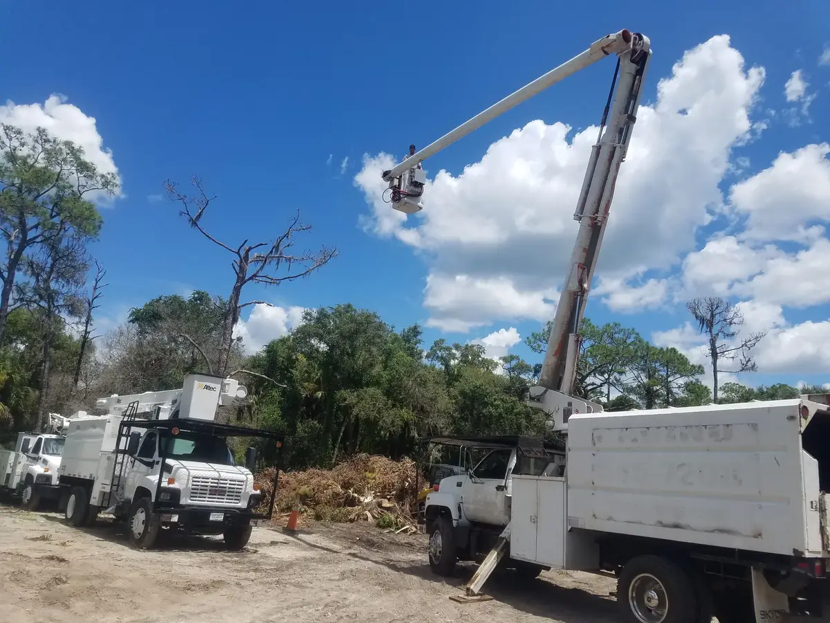 Line of ACI bucket trucks and chip trucks working a stand of storm damaged pines
